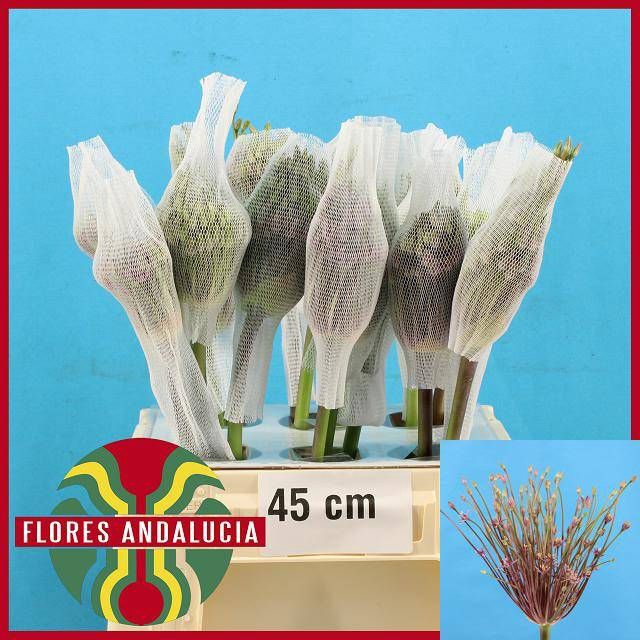 <h4>ALLIUM SCHUBERTII</h4>