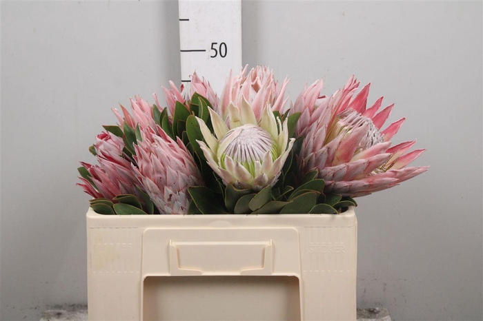 <h4>Protea Cynaroides</h4>