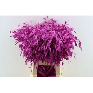 Dried Chasmantium Cerise P Stem