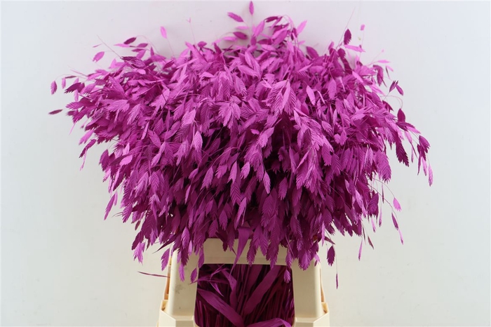 <h4>Dried Chasmantium Cerise P Stem</h4>