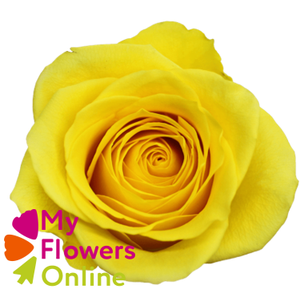 R Gr Goldfinch Yellow 40cm EC