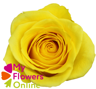 <h4>R Gr Goldfinch Yellow 40cm EC</h4>