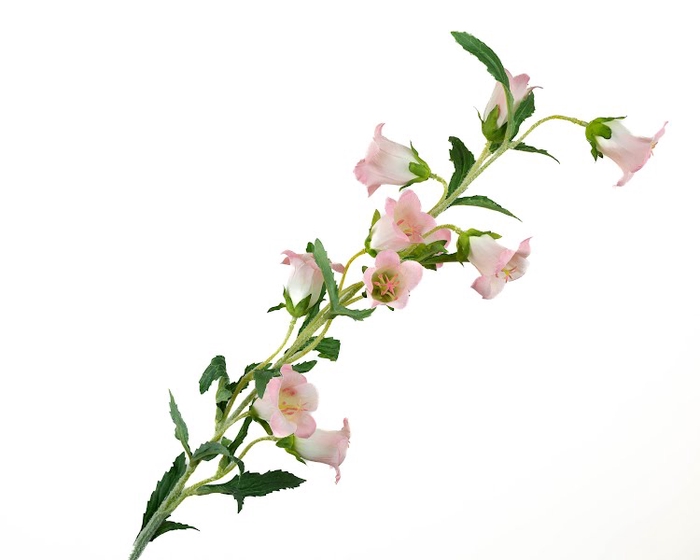 <h4>Campanula Pink Light</h4>