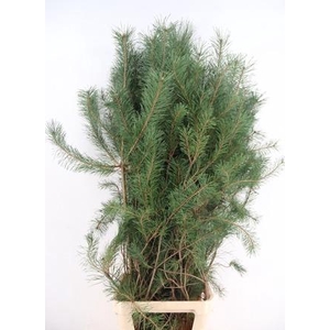 PINUS ALASKA PER STEM 160CM