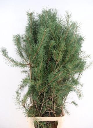 PINUS ALASKA PER STEM 160CM