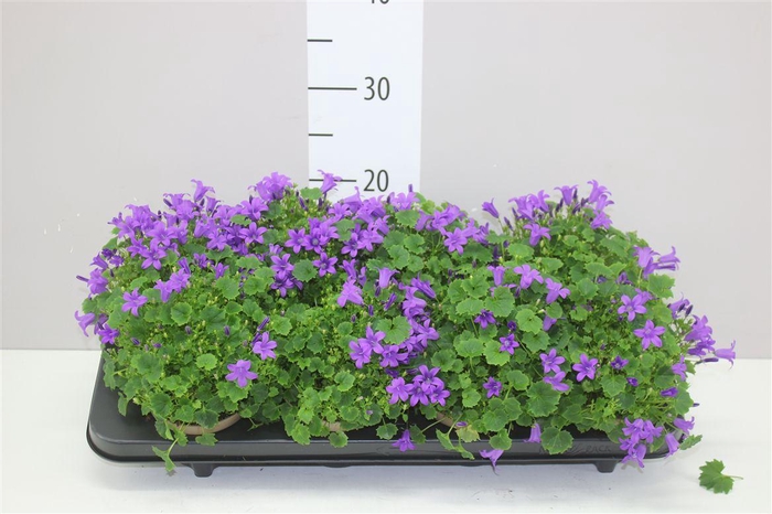 <h4>Campanula Port Porto</h4>