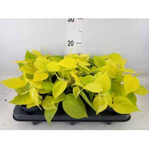 Philodendron scand. 'Lemon Lime'