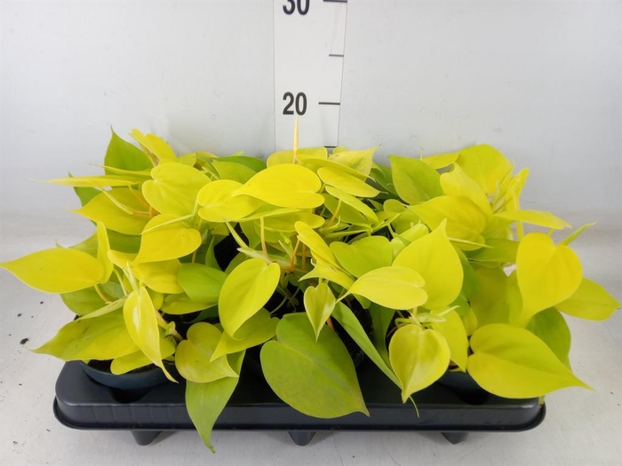 <h4>Philodendron scand. 'Lemon Lime'</h4>