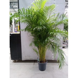 Dypsis lutescens   ...Chrysalidoca