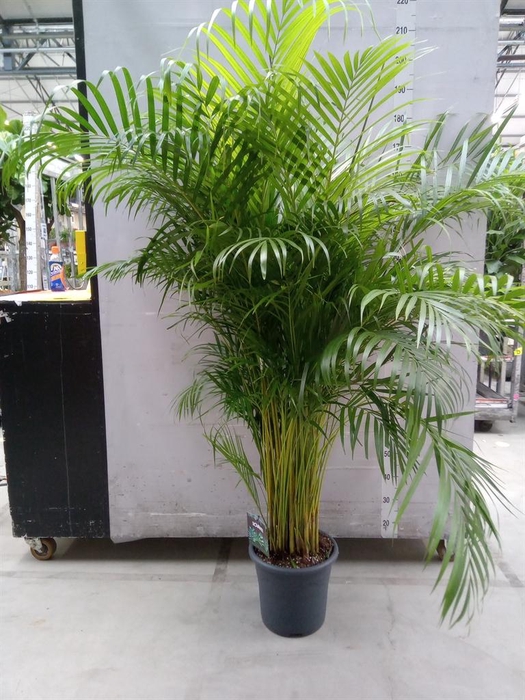 <h4>Dypsis lutescens   ...Chrysalidoca</h4>