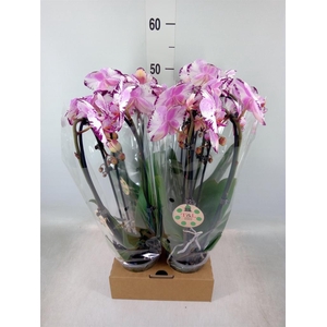 Phalaenopsis  'Elegant Cascade'