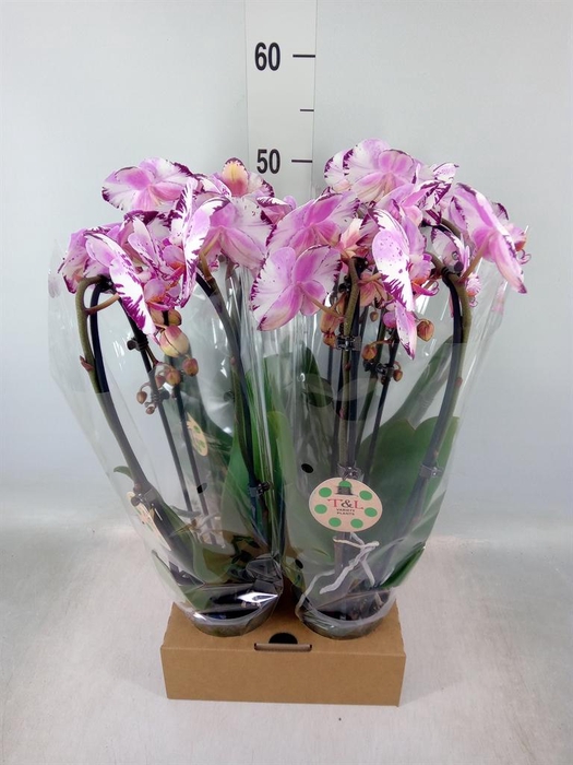 <h4>Phalaenopsis  'Elegant Cascade'</h4>