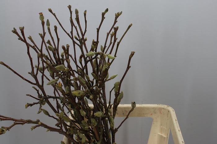 Magnolia Grandiflora