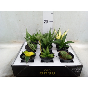 Sansevieria   ...