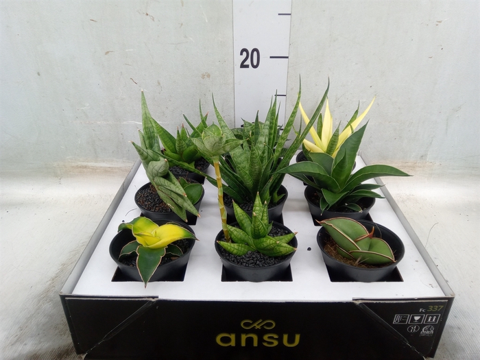 <h4>Sansevieria   ...</h4>