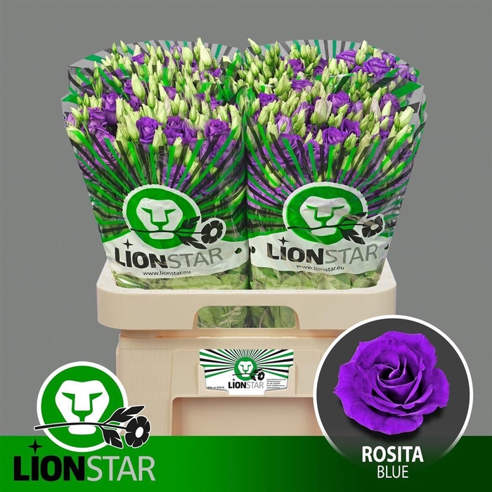 <h4>Eus G Rosita Blue</h4>