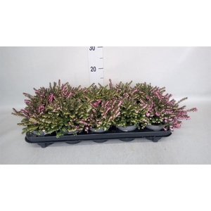 Erica darley. 'Kramer's Rote'