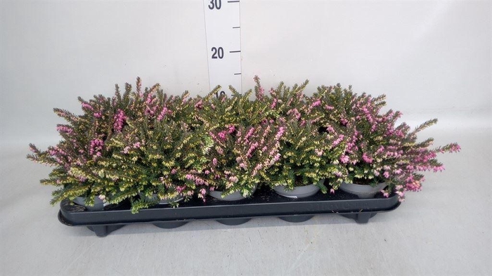 <h4>Erica darley. 'Kramer's Rote'</h4>