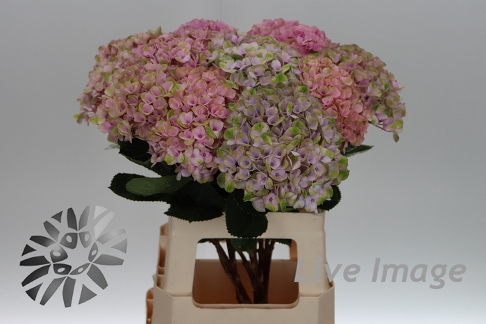 <h4>Hydrangea mag revolution pink</h4>