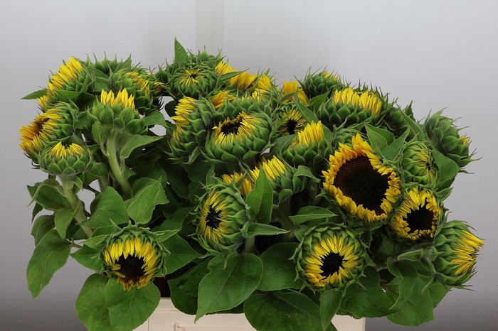 <h4>Helianthus an. 'Sunrich Orange'</h4>
