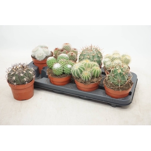 CACTUS GEM