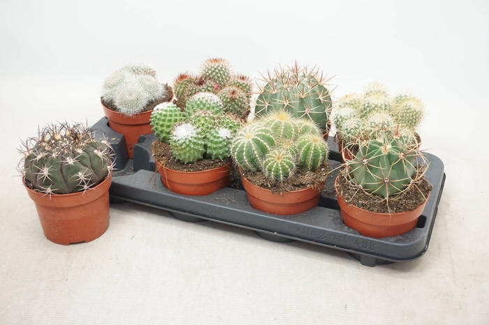 <h4>CACTUS GEM</h4>