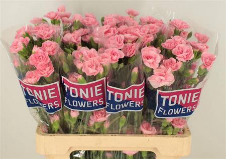 <h4>DI TR PINK AMELIE</h4>