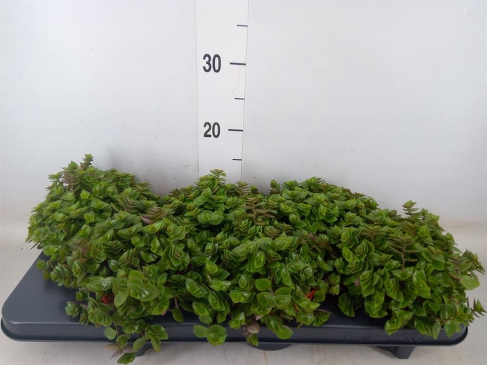 <h4>Callisia repens</h4>