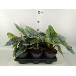 Alocasia  'Platinum'