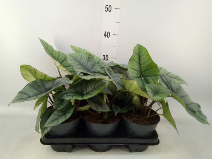 <h4>Alocasia  'Platinum'</h4>