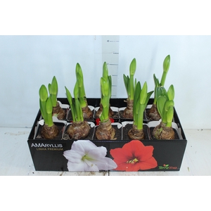 AMARYLLIS P14 BRANCO MIN 2 HT