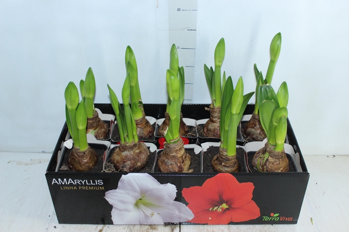 <h4>AMARYLLIS P14 BRANCO MIN 2 HT</h4>