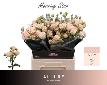<h4>R Tr Morning Star</h4>