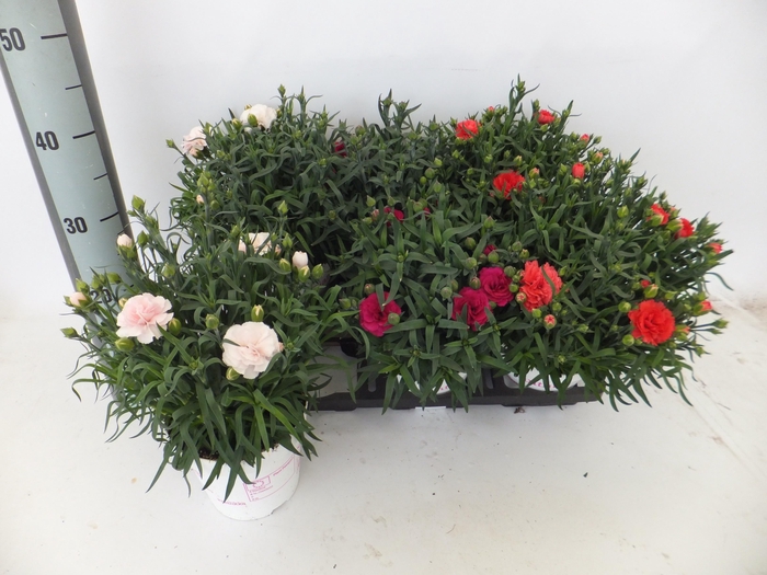 <h4>DIAN GEMENGD</h4>