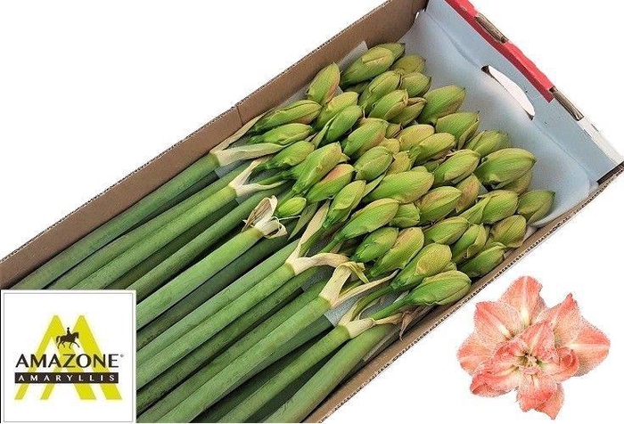 <h4>HIPP DG EXOTIC NYMPH</h4>