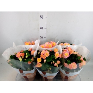 Begonia elat. DU 'Hailey Sunset'