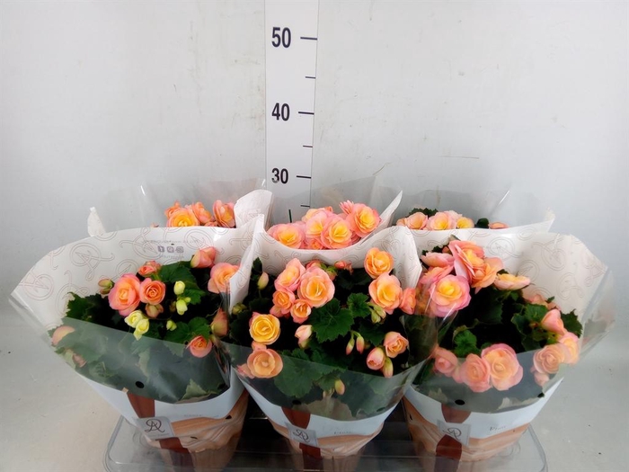 <h4>Begonia elat. DU 'Hailey Sunset'</h4>