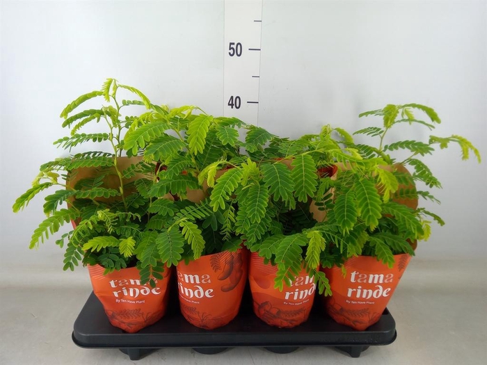 <h4>Tamarindus indica</h4>