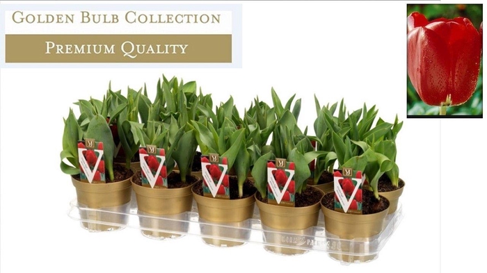 <h4>Tulipa single Red</h4>