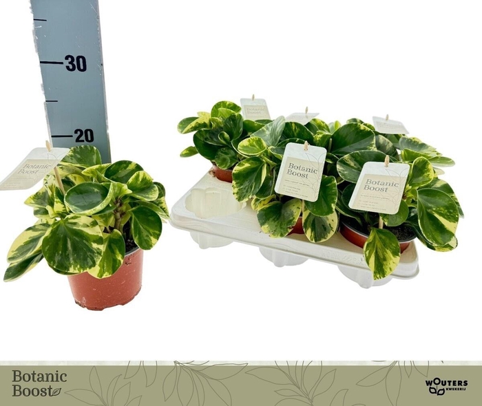 Pep Obt Variegata Dark