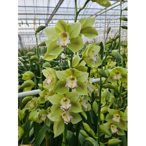 CYMB T UNIQ BUTTERFLY 60 CM