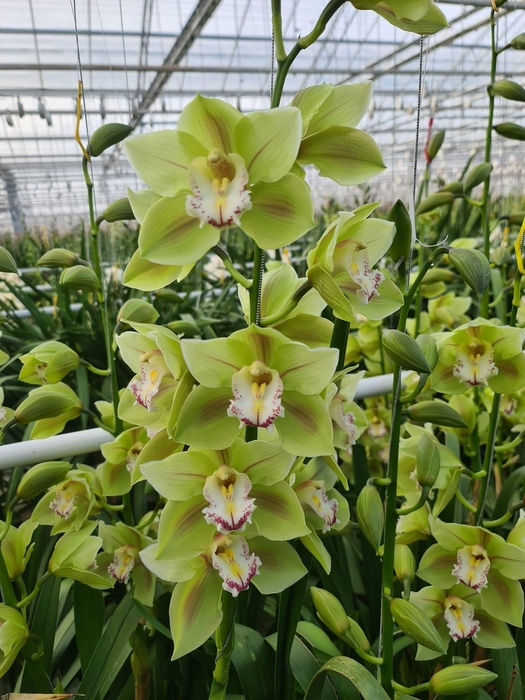 <h4>CYMB T UNIQ BUTTERFLY 60 CM</h4>