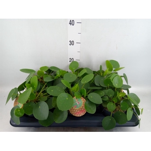 Pilea peperomioides