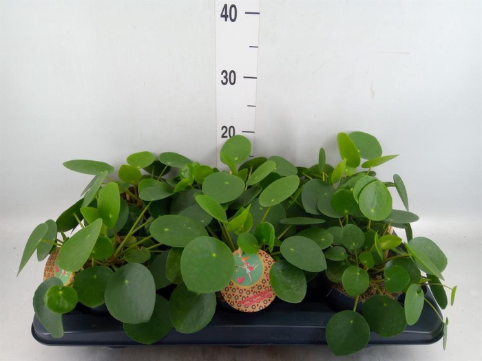 <h4>Pilea peperomioides</h4>
