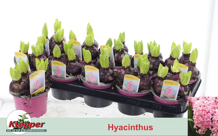 <h4>HYACIN FONDANT</h4>