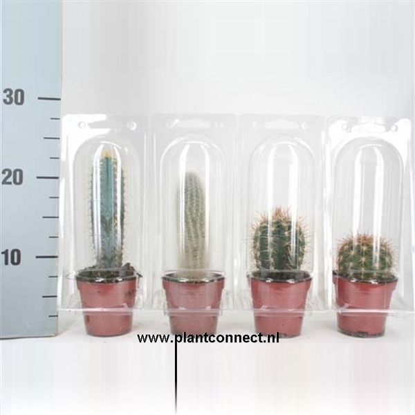 <h4>150 Solo Blister cactus 8,5 cm</h4>