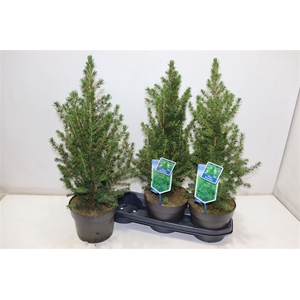 Picea Gl Conica