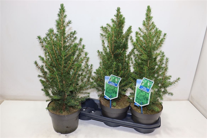 <h4>Picea Gl Conica</h4>