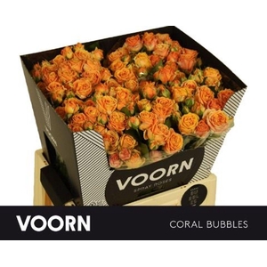 Rosa spray coral bubbles