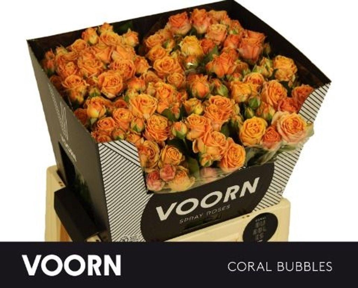 <h4>Rosa spray coral bubbles</h4>